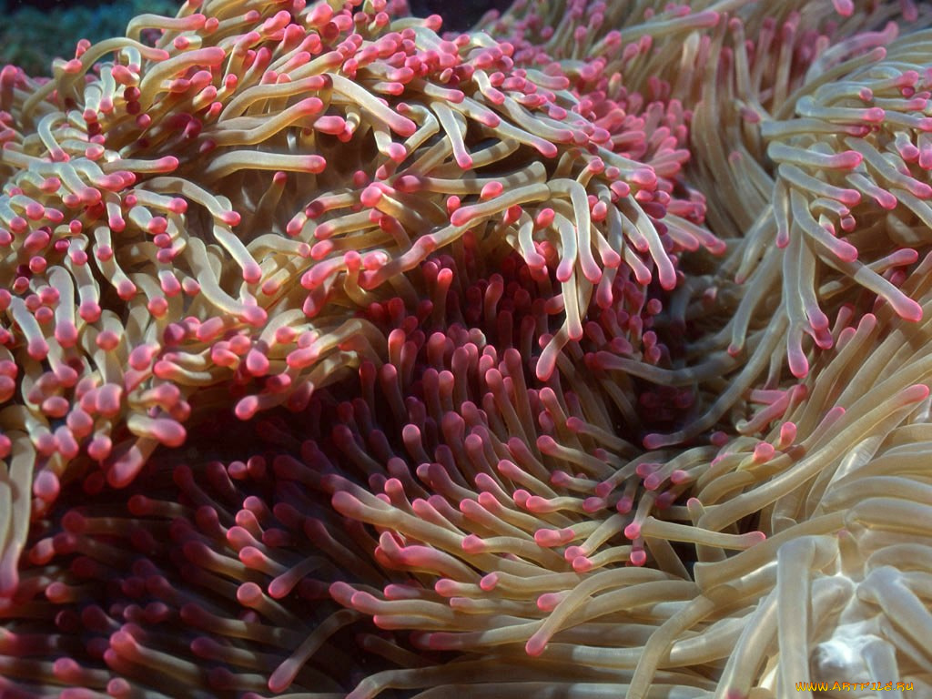 животные, морская, фауна