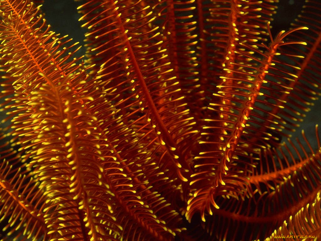 животные, морская, фауна