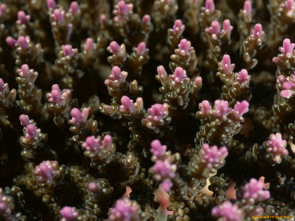 животные, морская, фауна