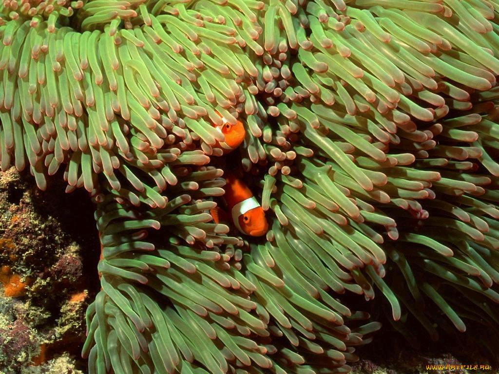 животные, рыбы