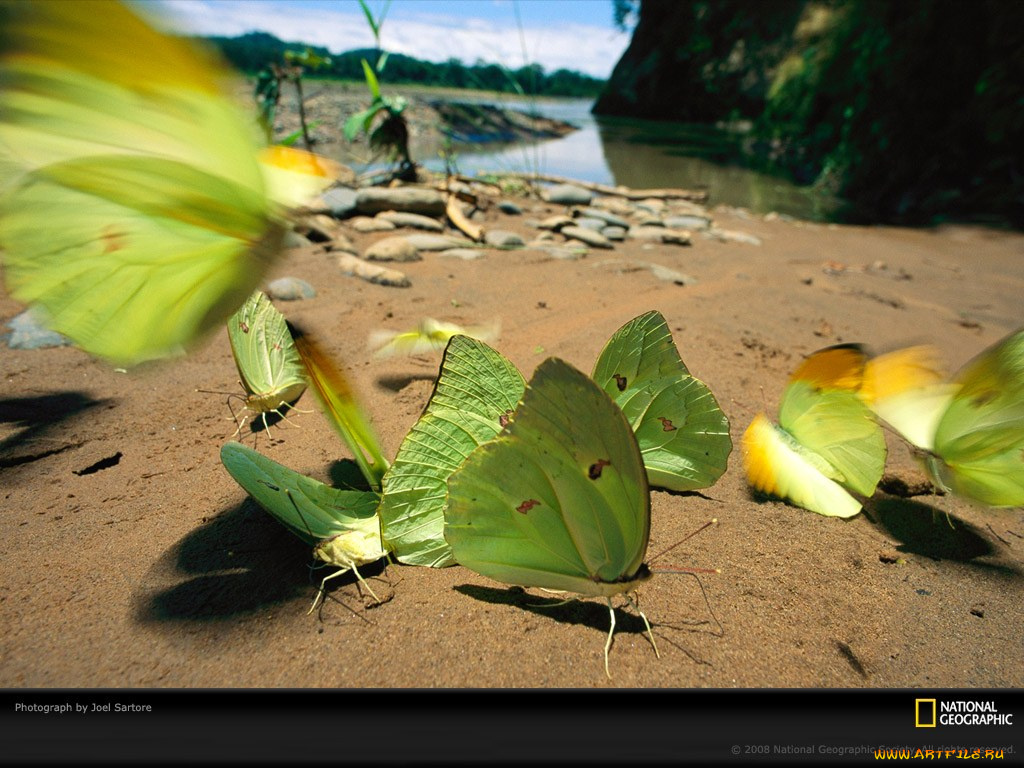 животные, бабочки