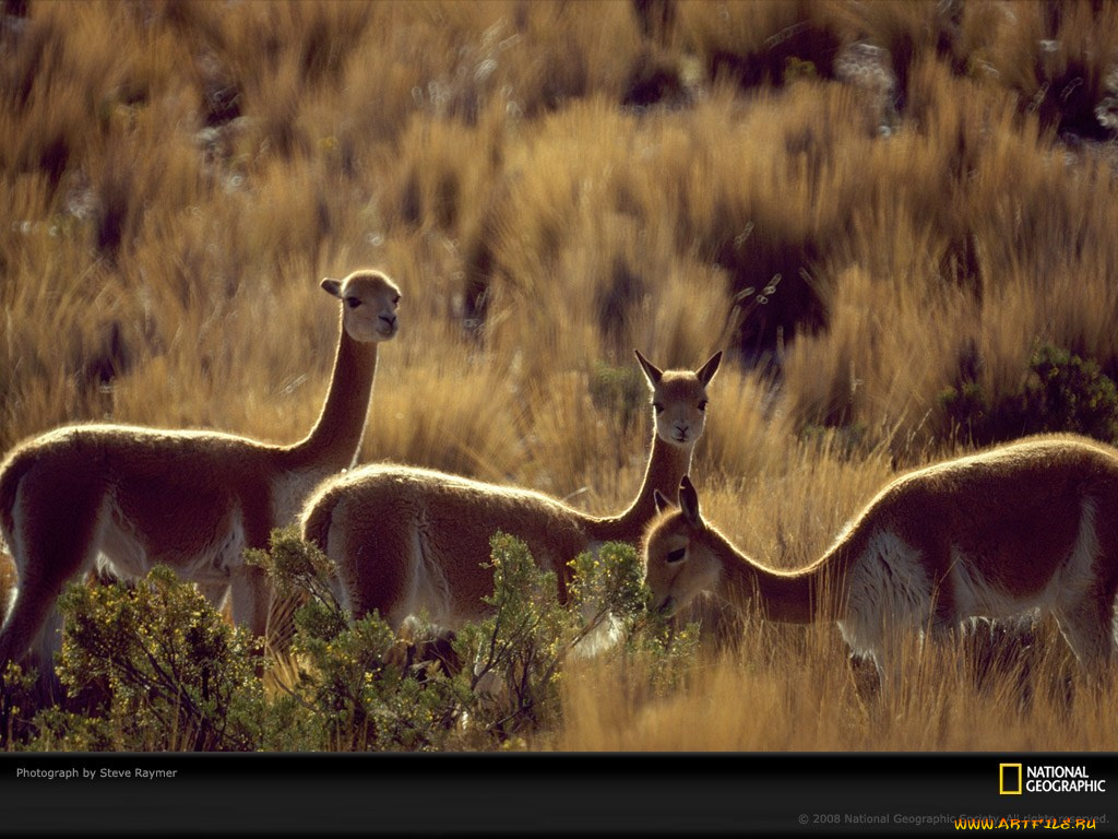 животные, ламы
