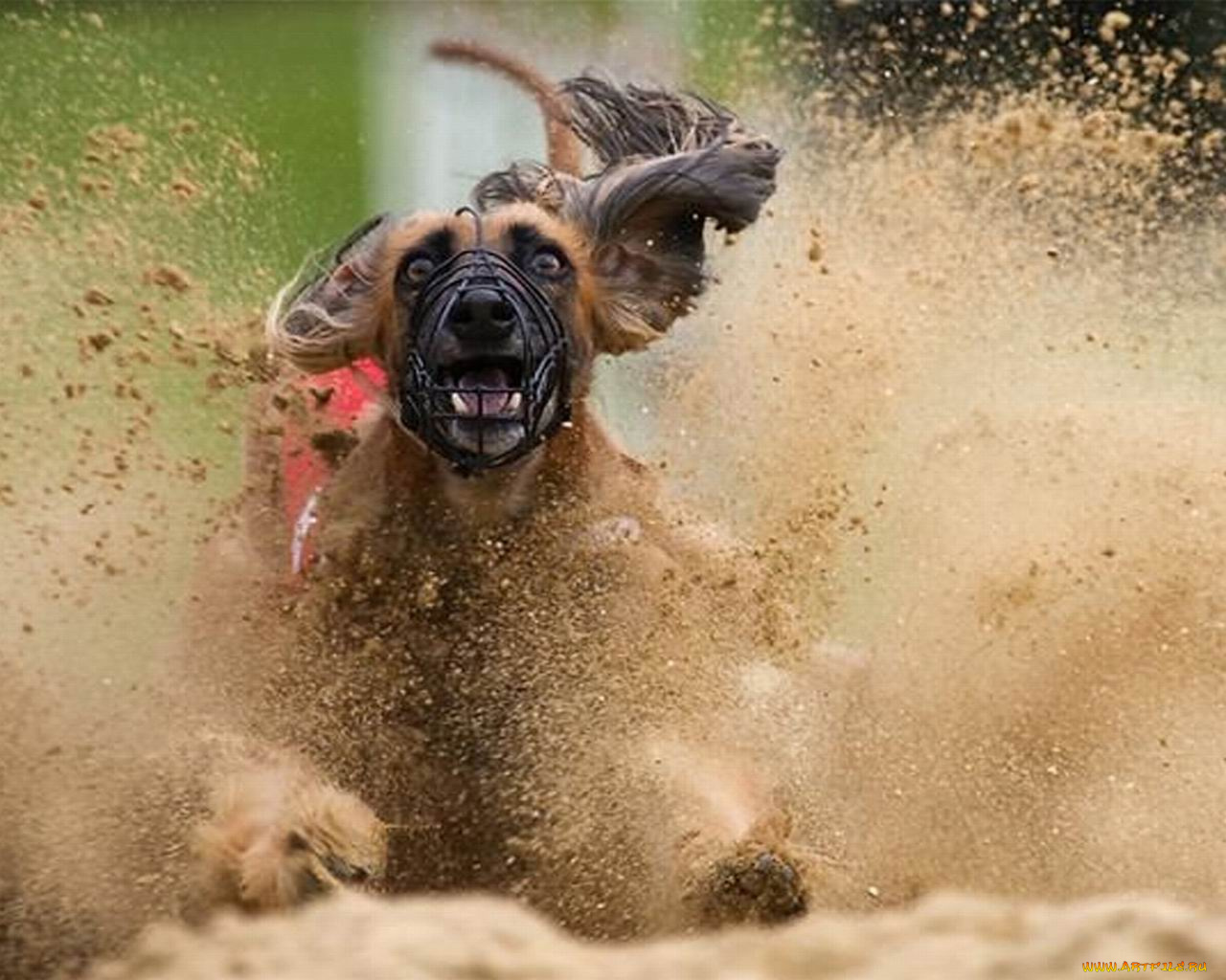 животные, собаки