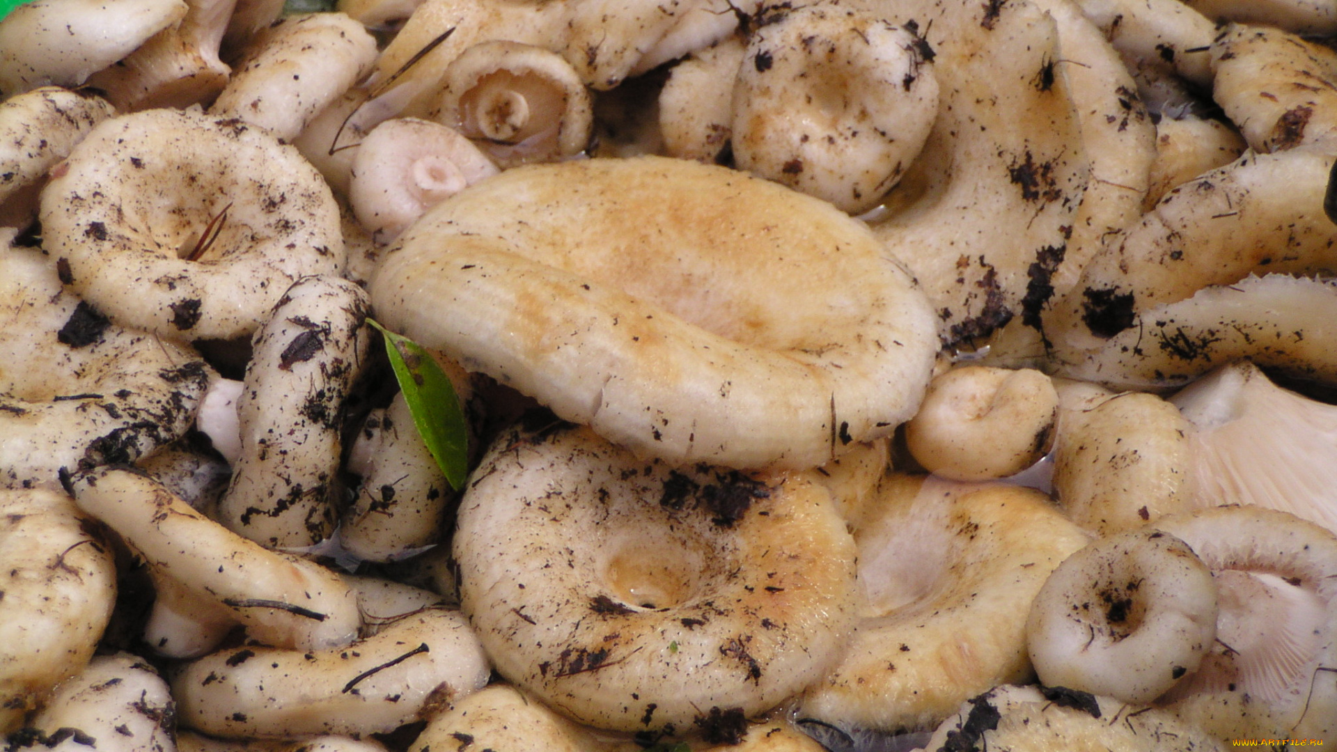 еда, грибы, грибные, блюда