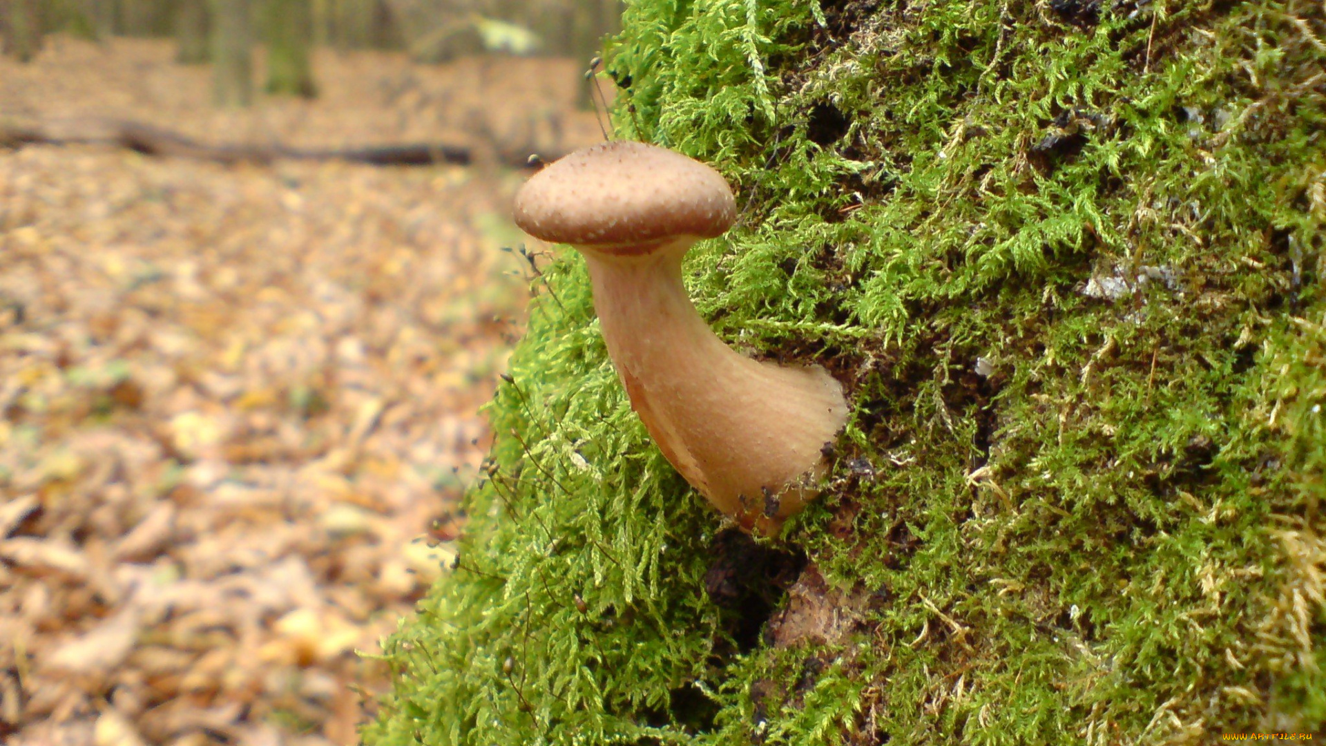 природа, грибы