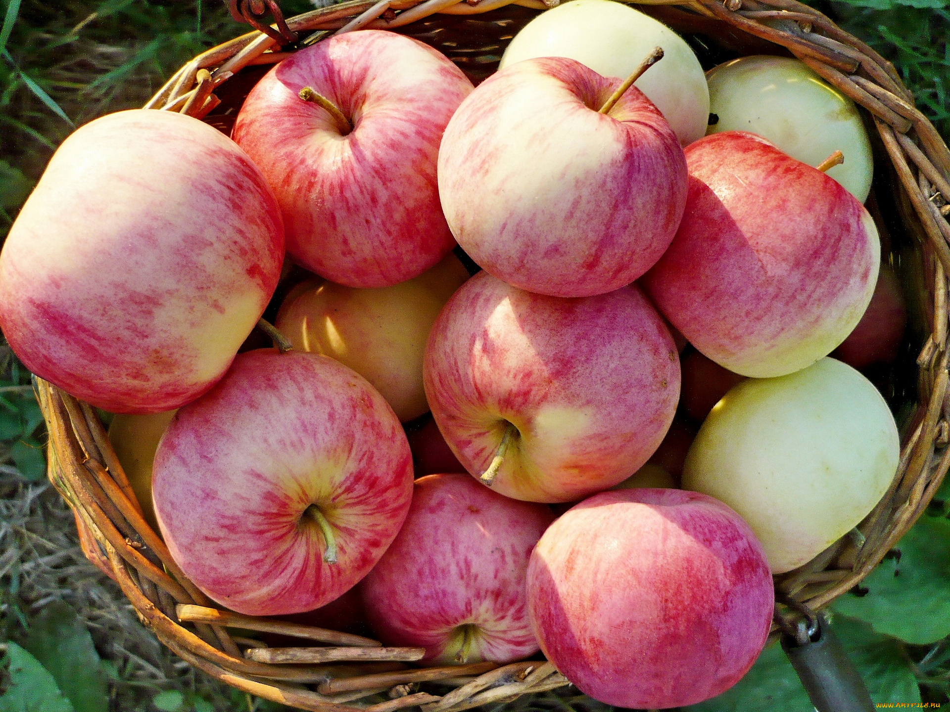 еда, Яблоки