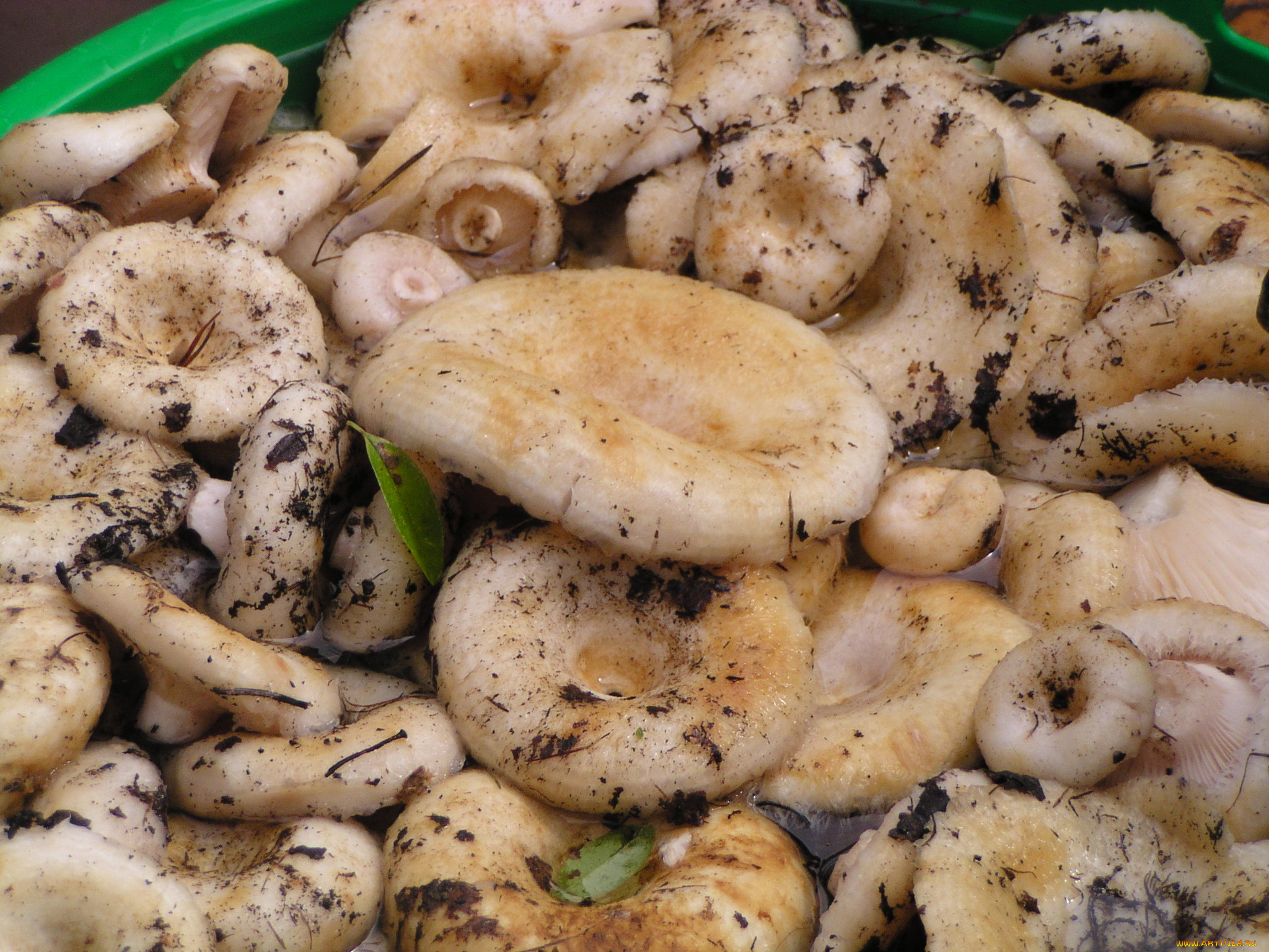 еда, грибы, грибные, блюда