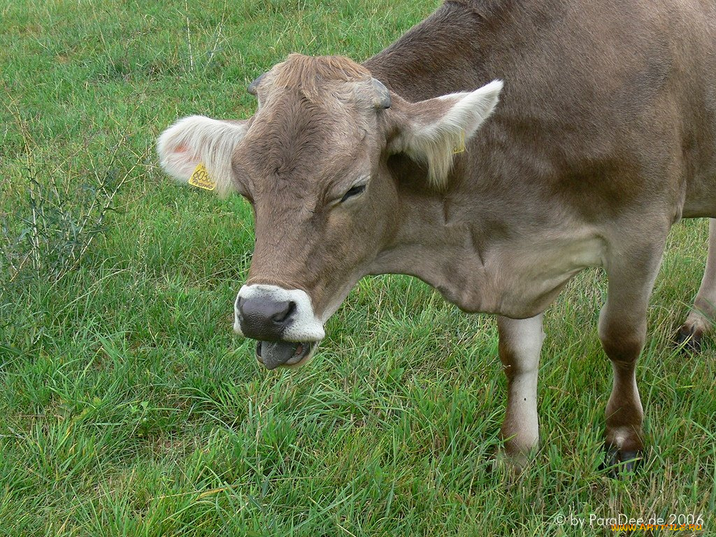 животные, коровы, буйволы