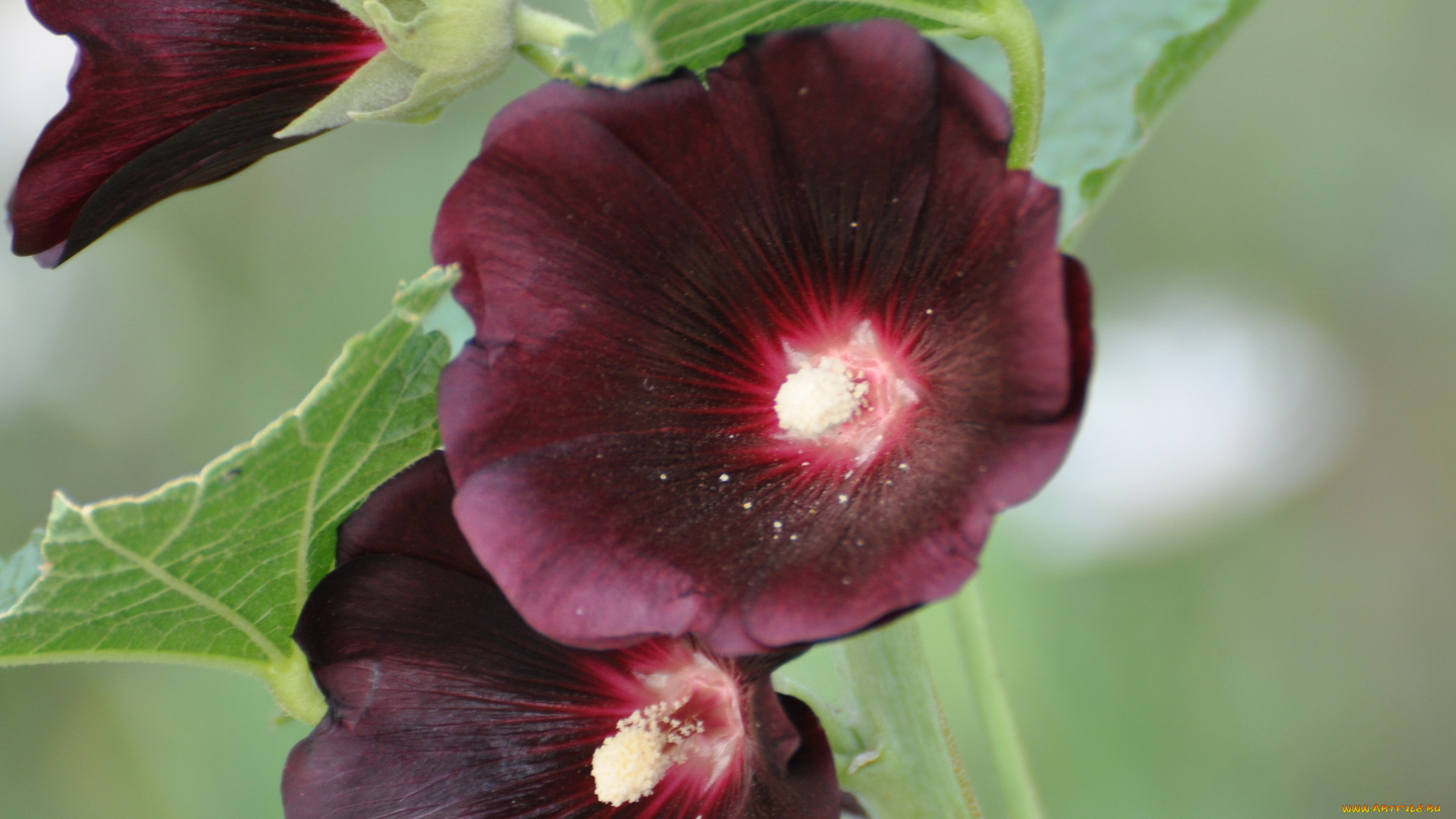 цветы, мальвы