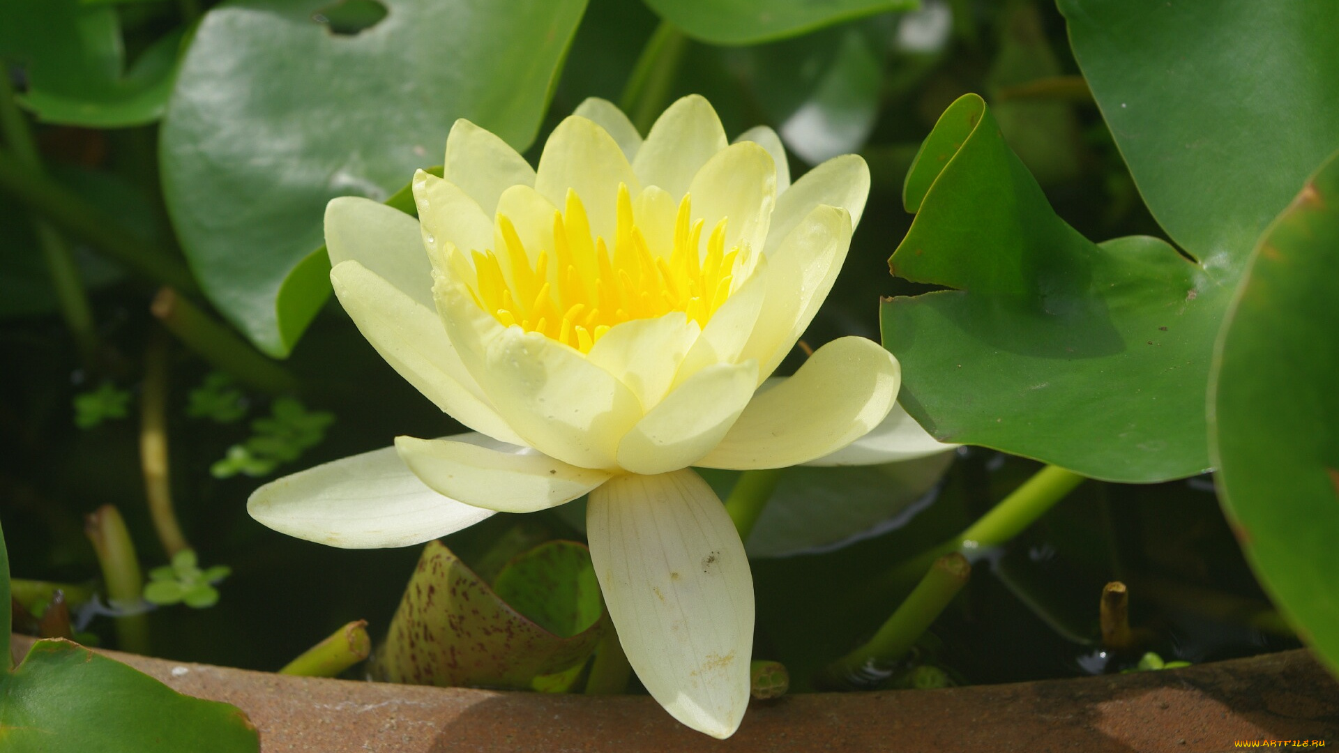 цветы, лилии, водяные, нимфеи, кувшинки, лепестки, жёлтый, листья