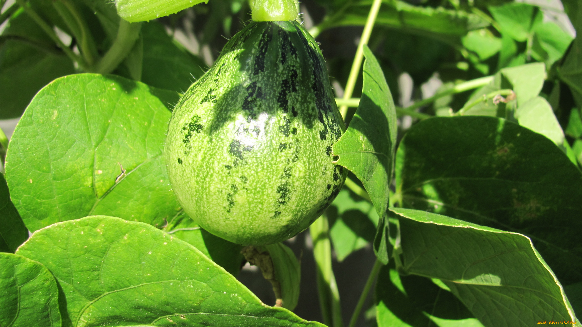 декоративная, тыква, природа, плоды, зеленый, солнечный, блик