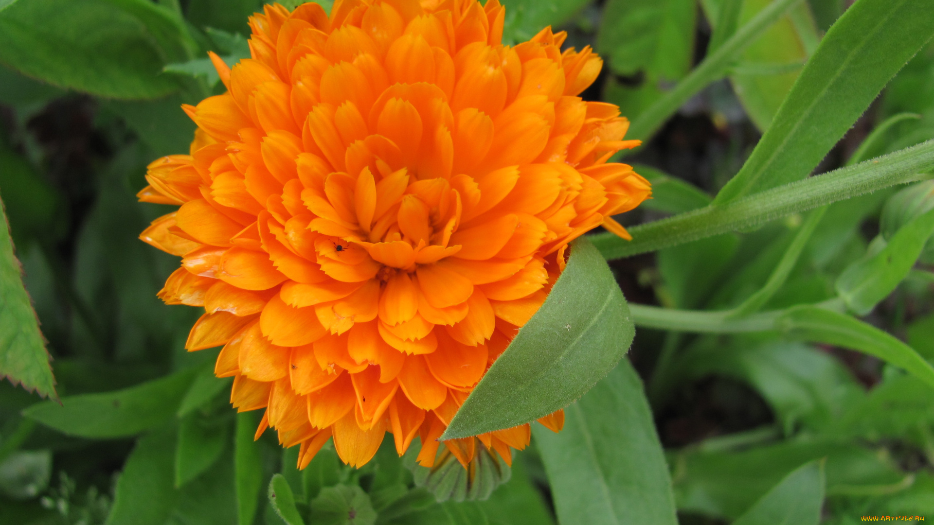 календула, цветы, оранжевый, цветок