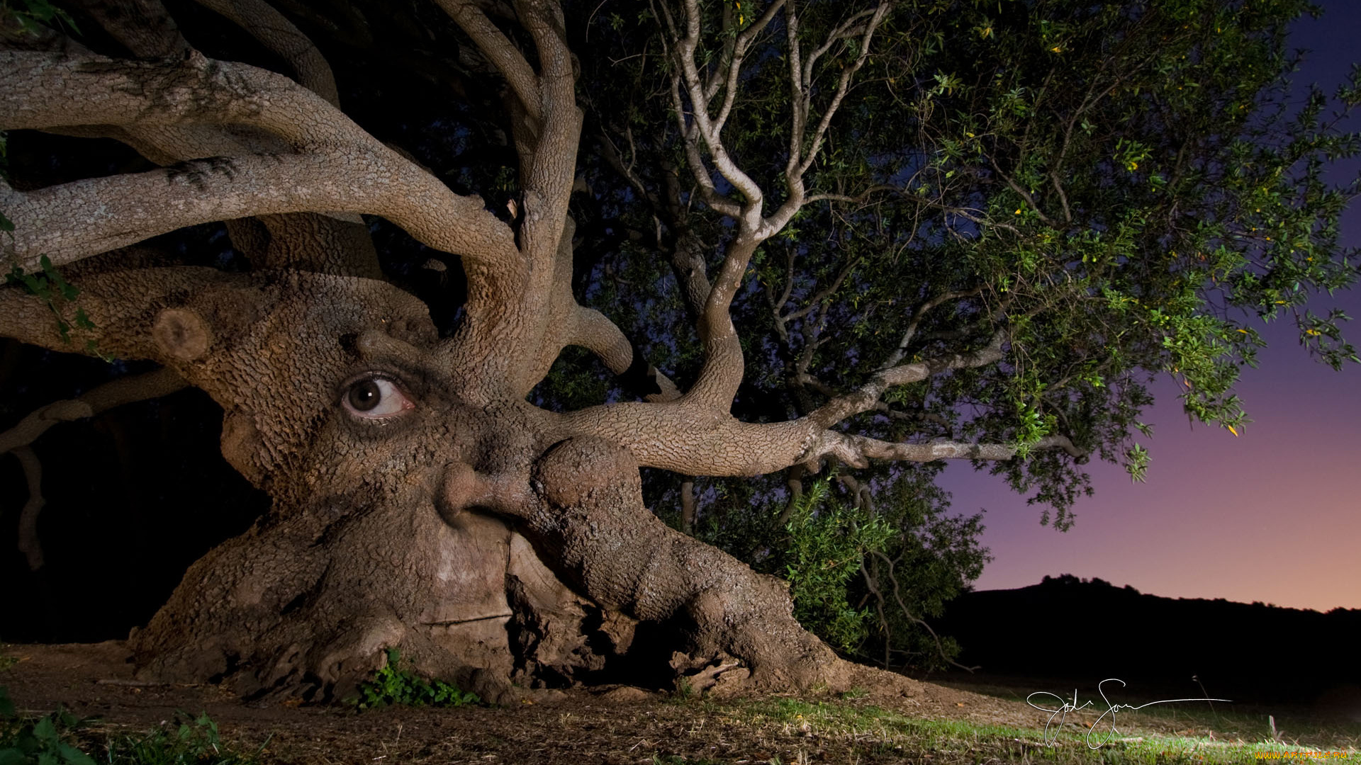 разное, компьютерный, дизайн, дерево, глаз