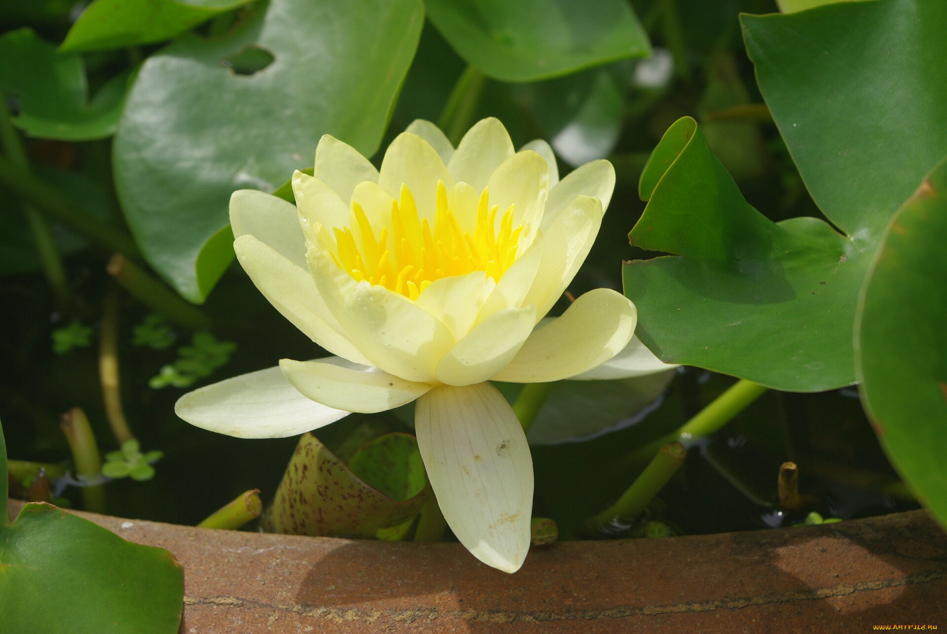 цветы, лилии, водяные, нимфеи, кувшинки, лепестки, жёлтый, листья