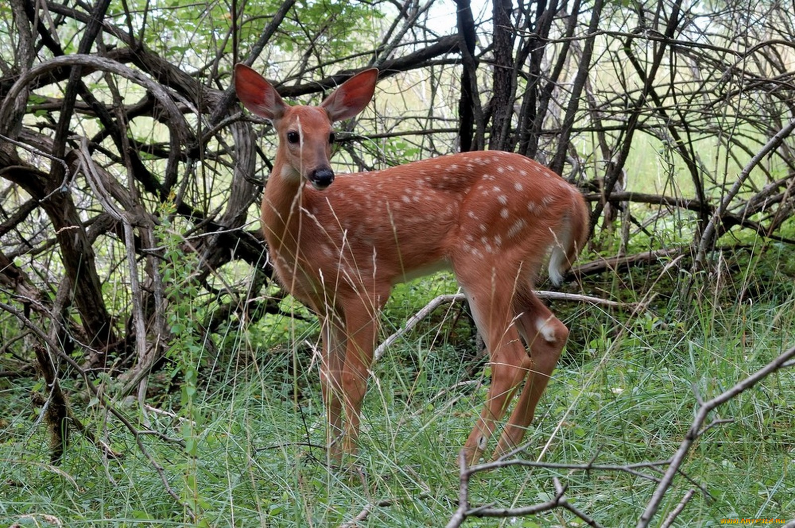 животные, олени, олень