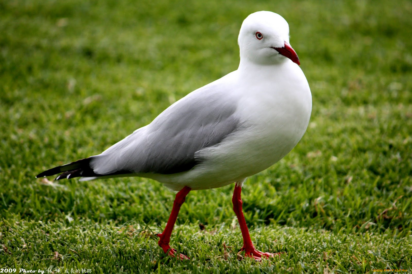 животные, Чайки, бакланы, крачки, чайка