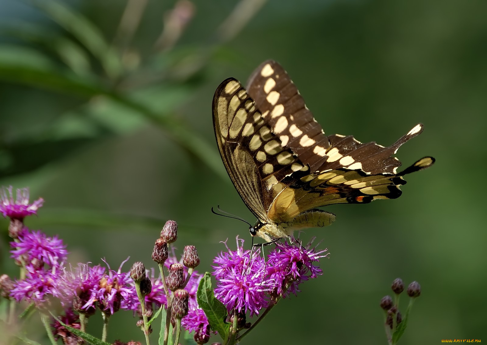 животные, бабочки, бабочка, цветы