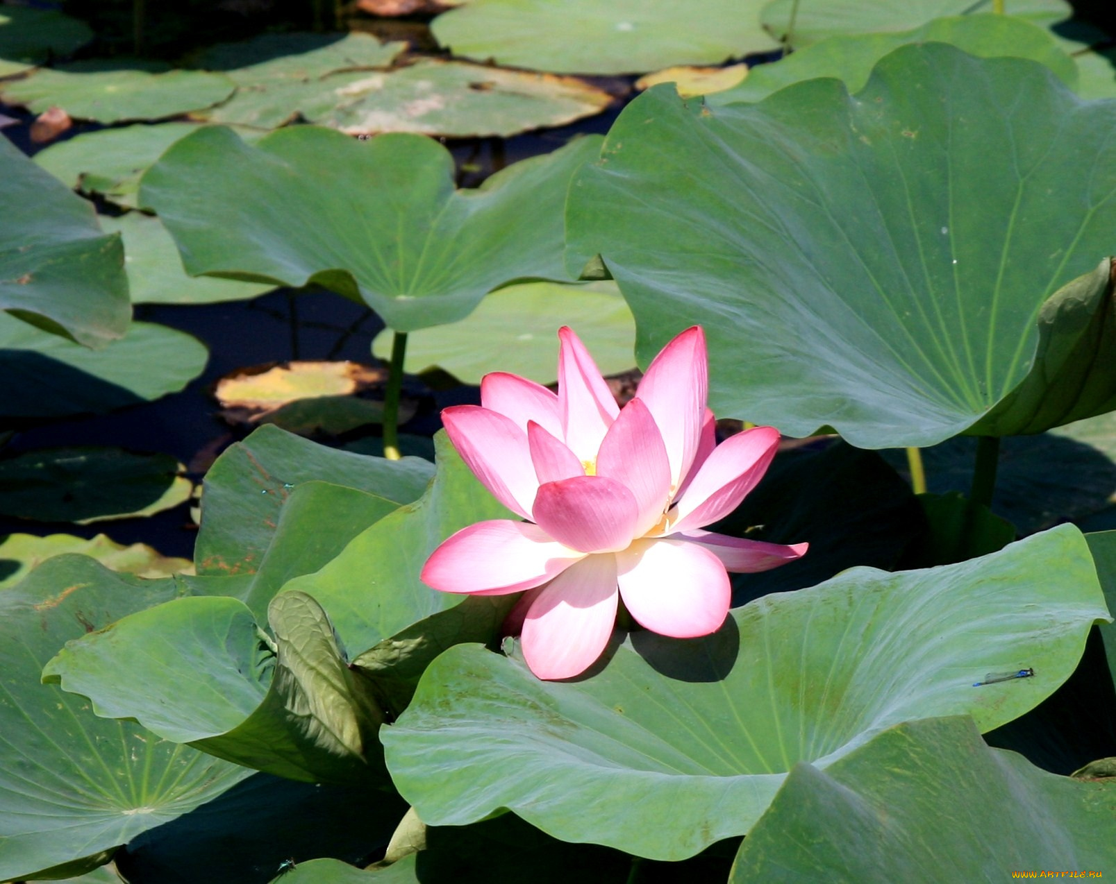 цветы, лотосы, лотос