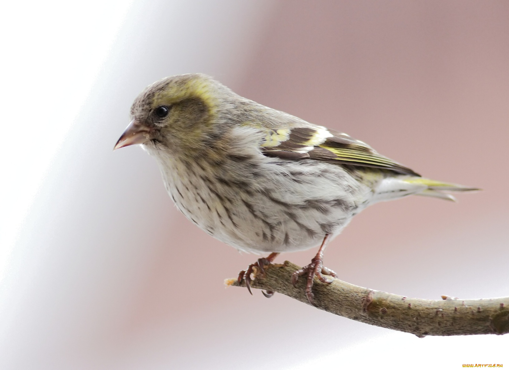 животные, воробьи, ветка, птичка