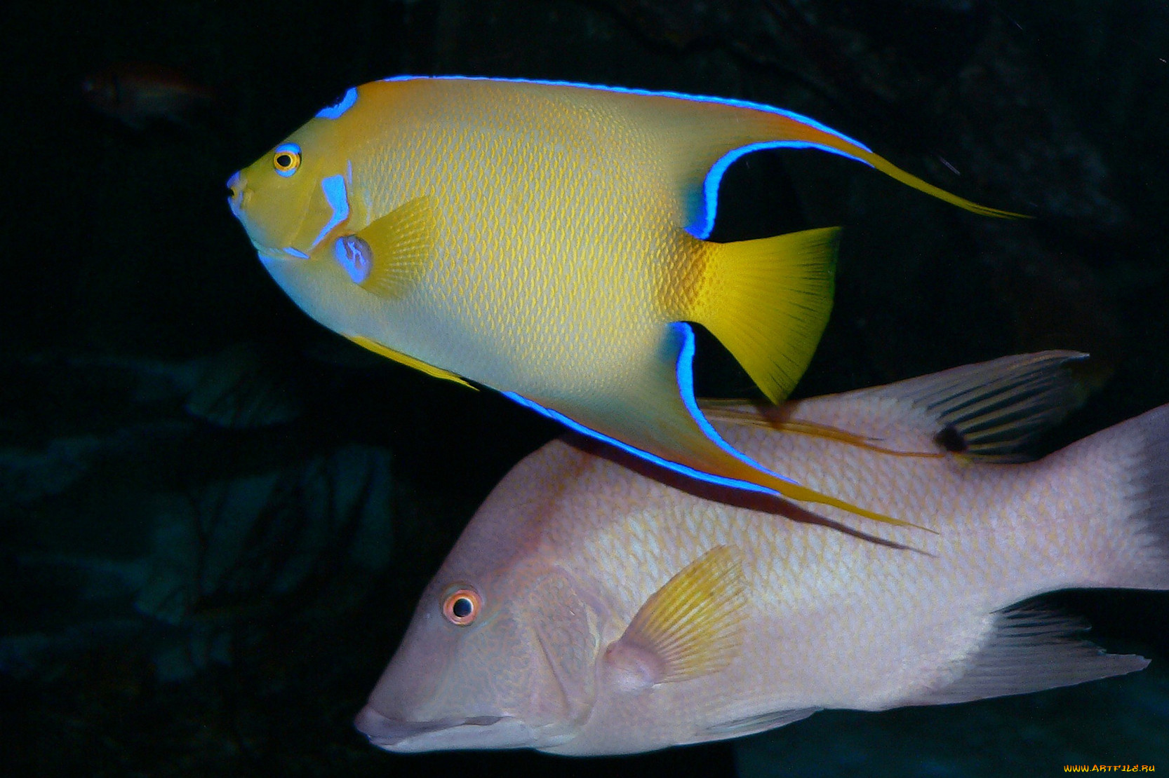 животные, рыбы