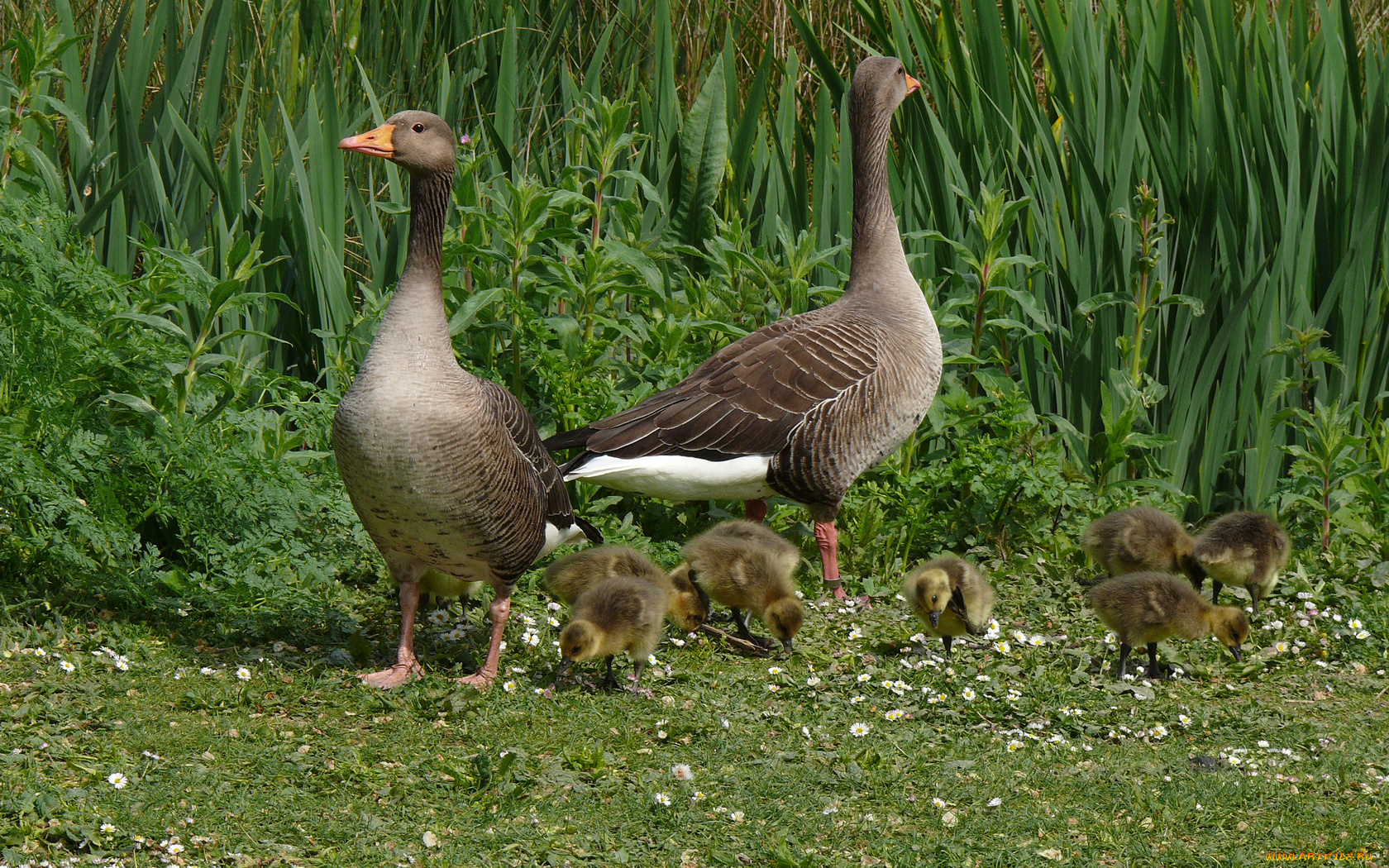 животные, гуси