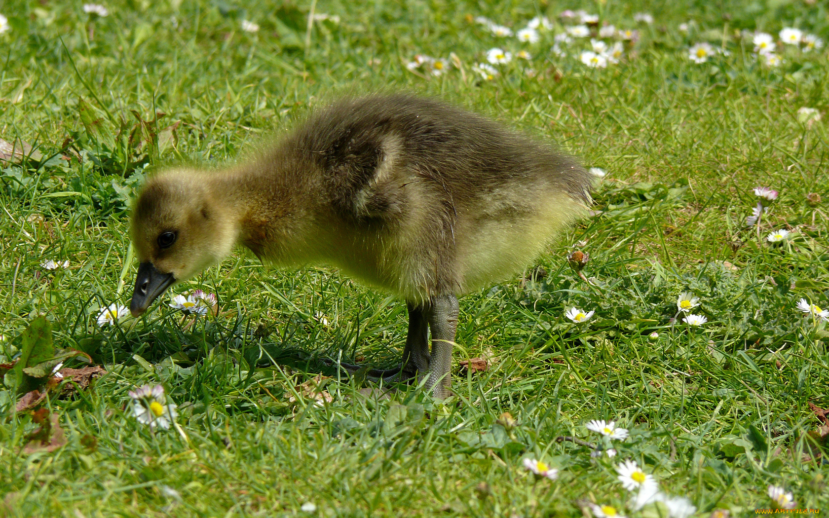 животные, гуси, гусь