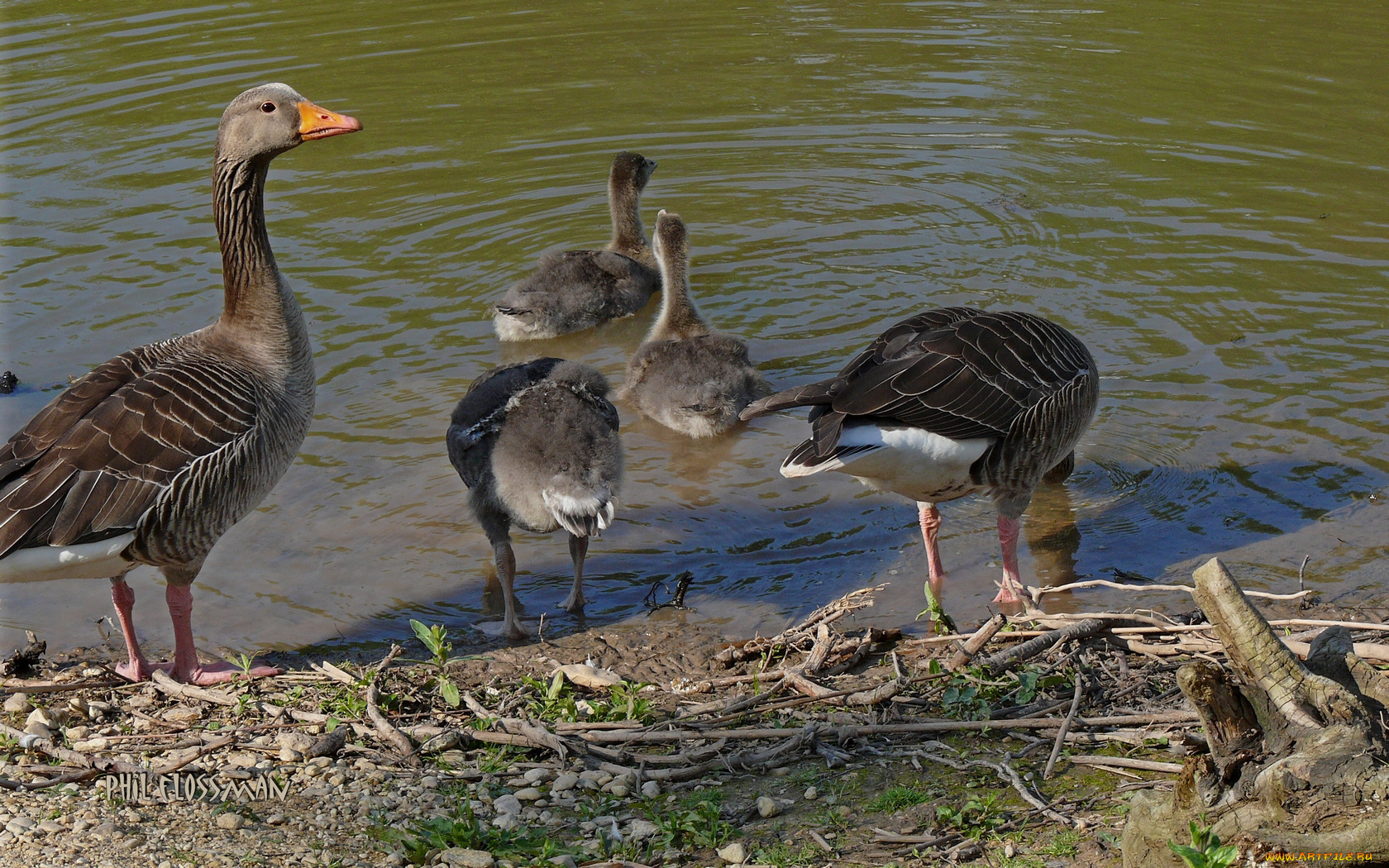 животные, гуси, водоем