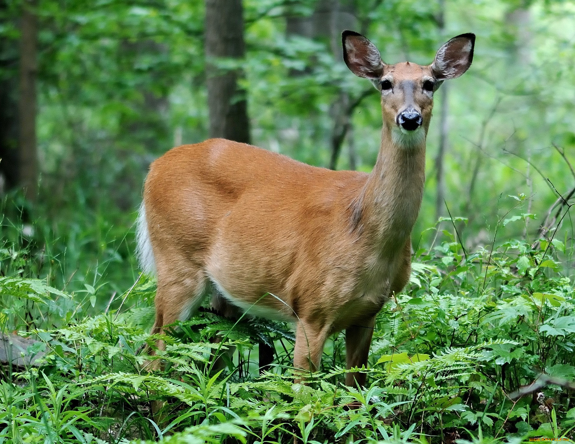 животные, олени, олень, лес