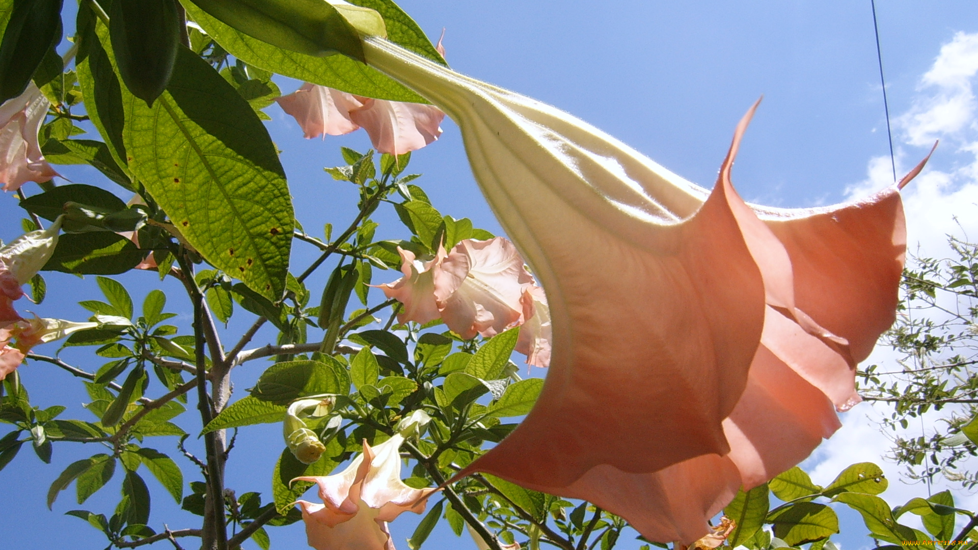 цветы, бругмансия, дурман, трубы, ангела