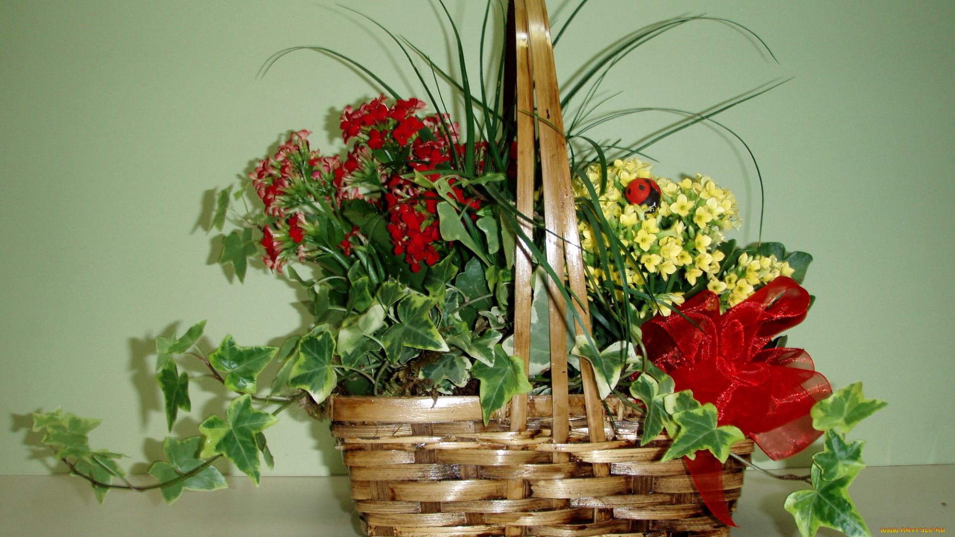 цветы, букеты, композиции, бант, корзина, букет