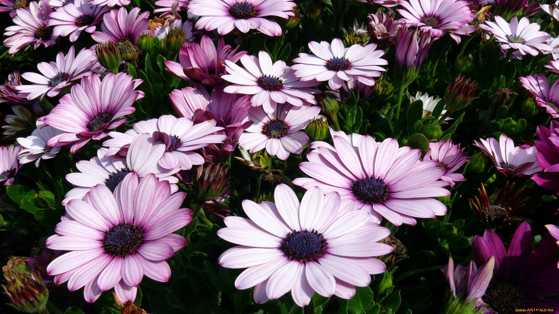 цветы, диморфотеки