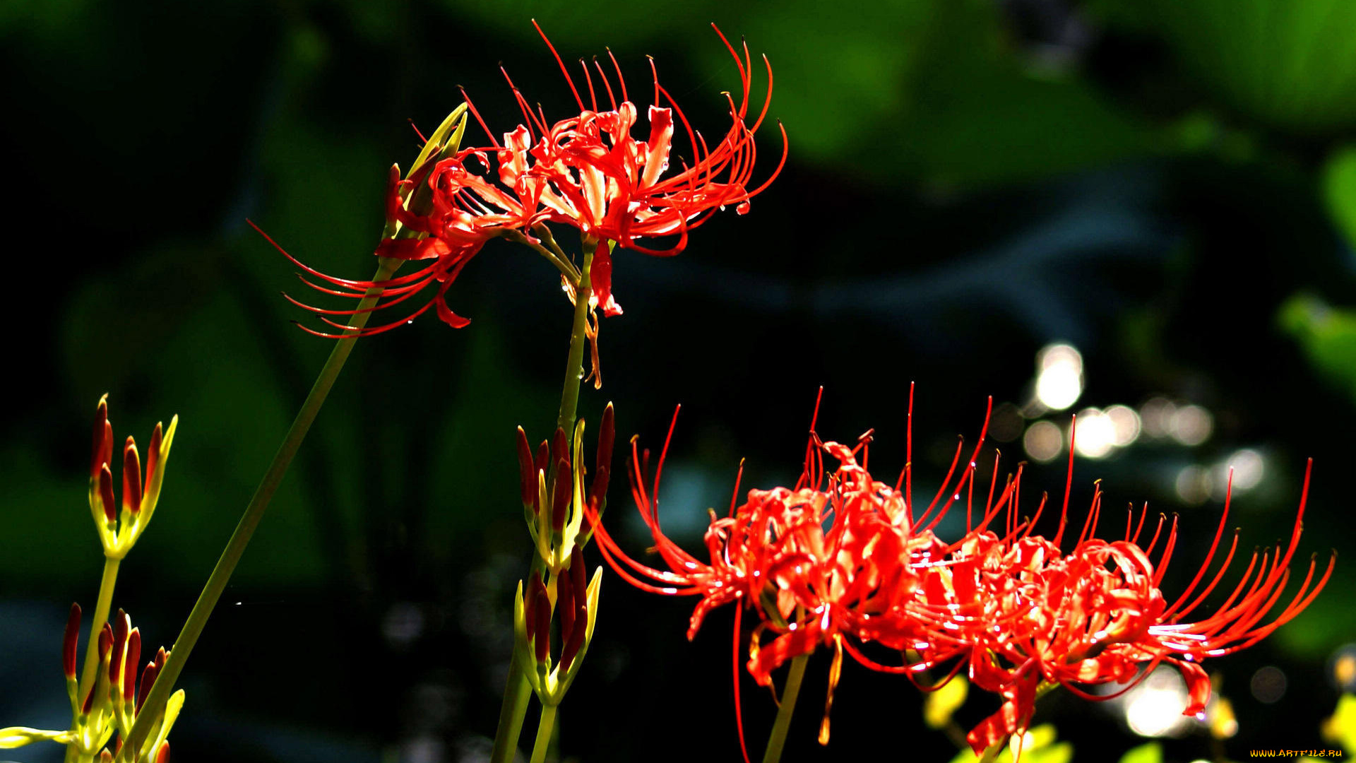 цветы, лилии, лилейники, бутоны, темный, фон