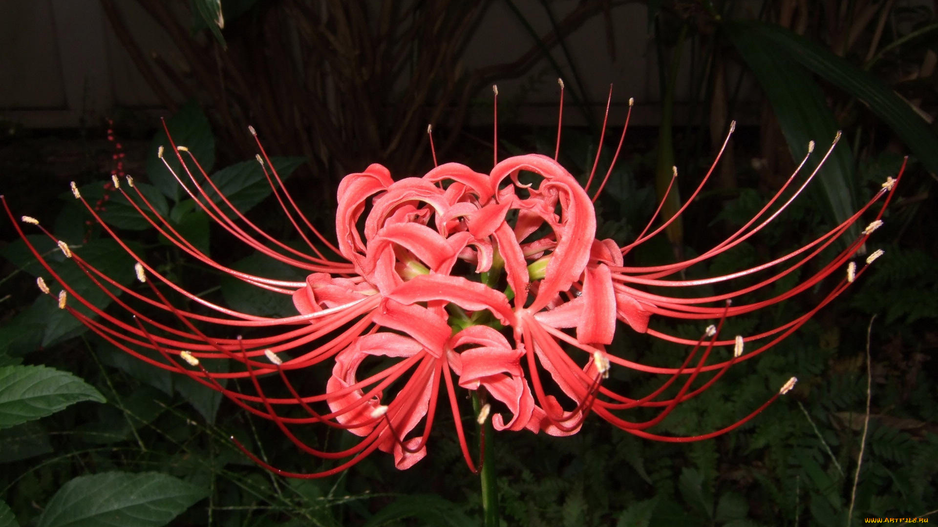 цветы, лилии, лилейники, бутоны, темный, фон