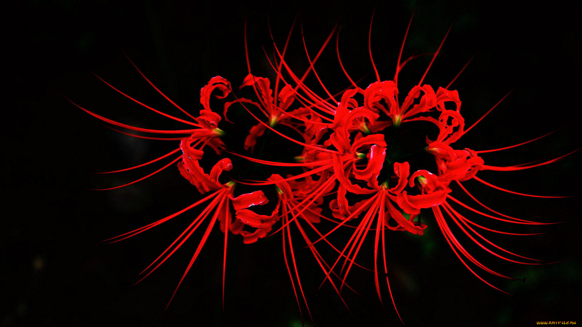 цветы, лилии, лилейники, бутоны, темный, фон