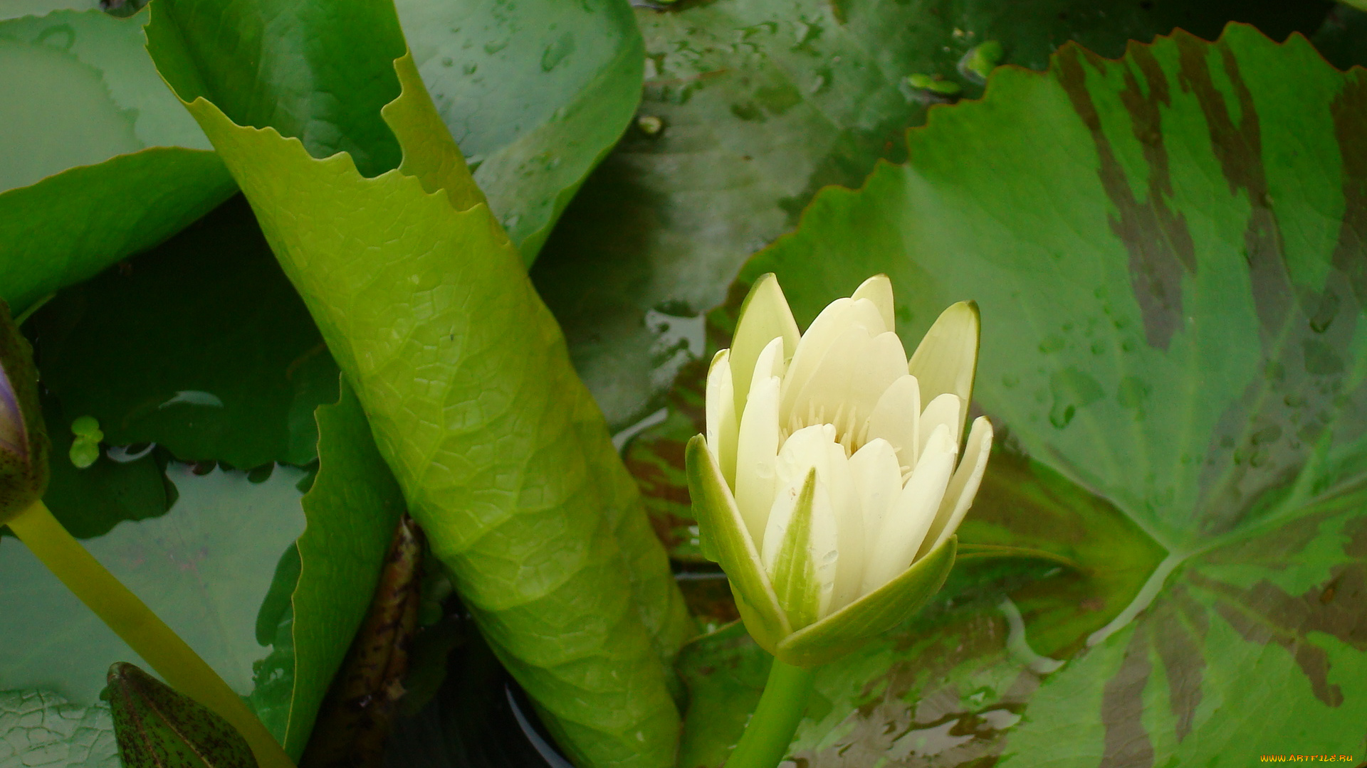 цветы, лилии, водяные, нимфеи, кувшинки, лилия