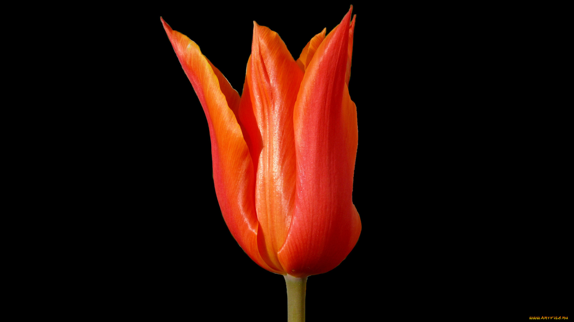 цветы, тюльпаны, темный, фон, тюльпан