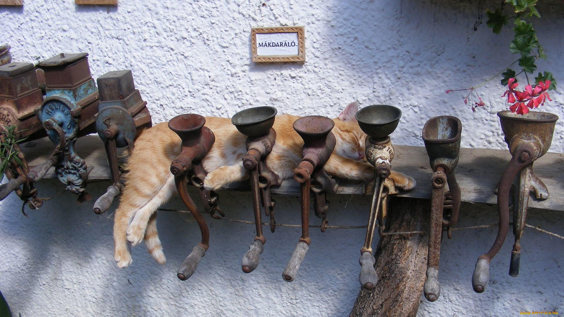 животные, коты, мясорубки, рыжий