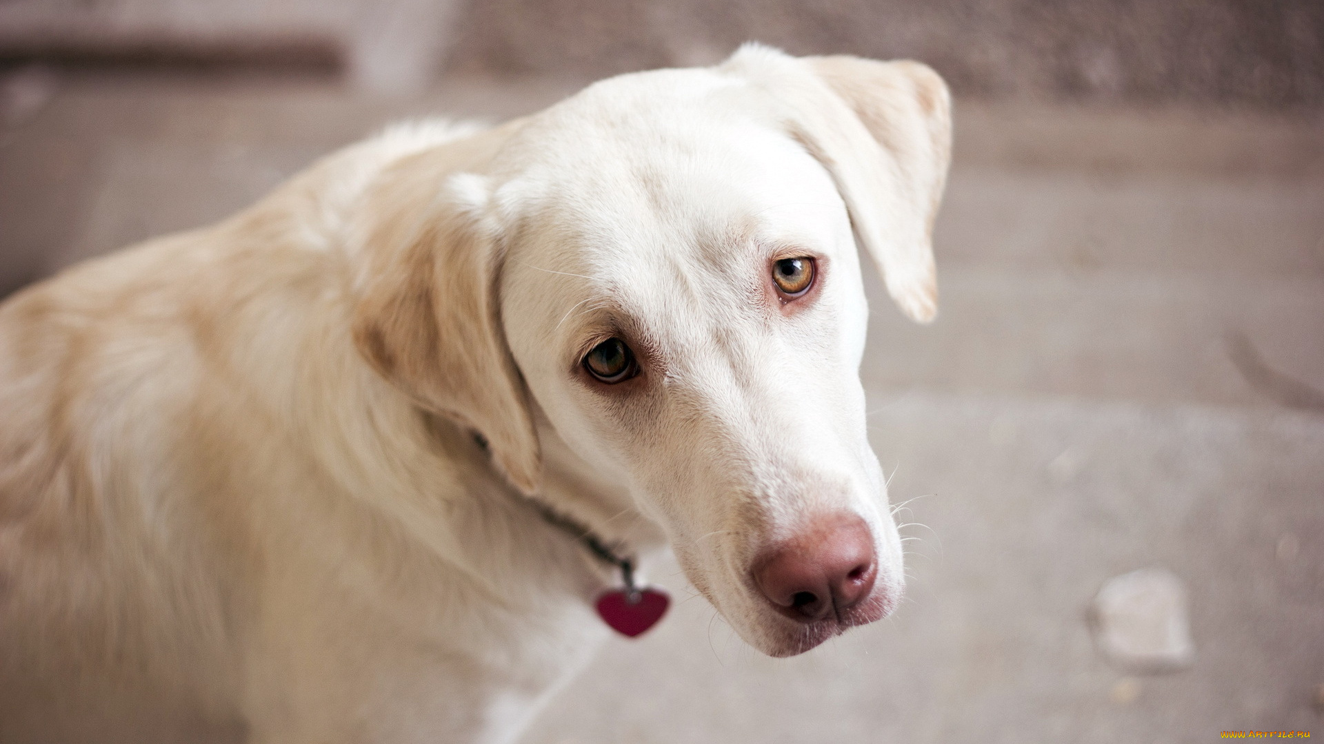 животные, собаки, взгляд, собака, друг