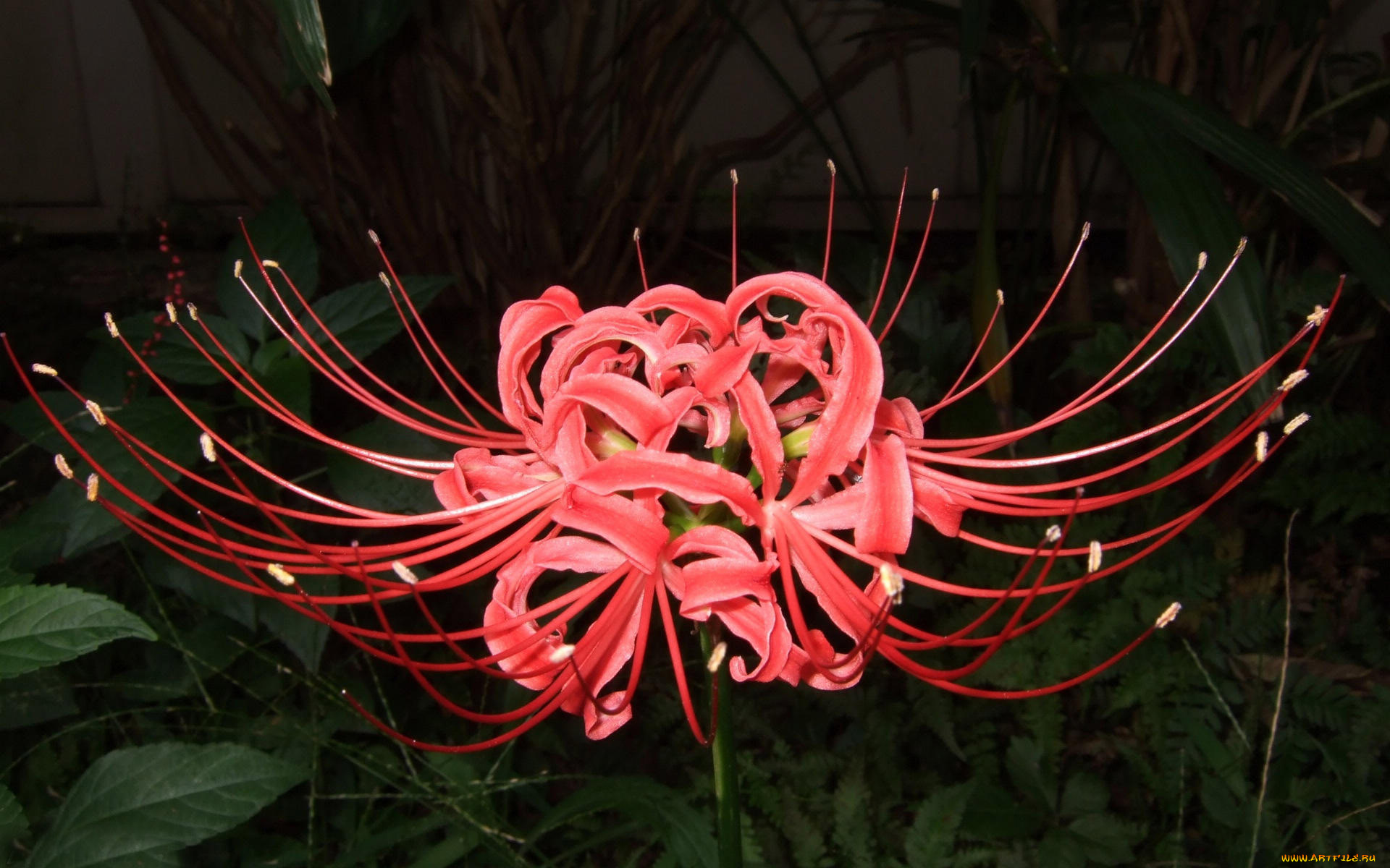 цветы, лилии, лилейники, бутоны, темный, фон