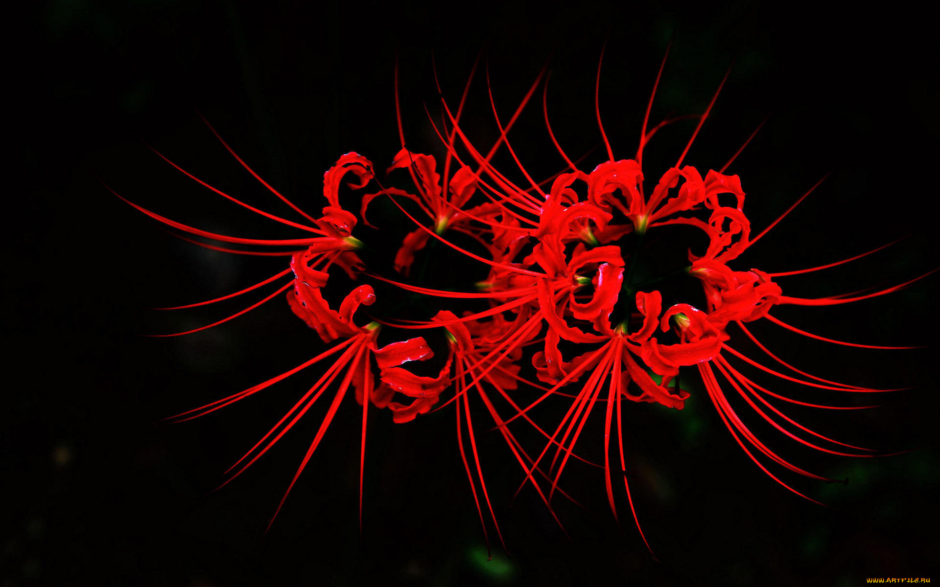 цветы, лилии, лилейники, бутоны, темный, фон