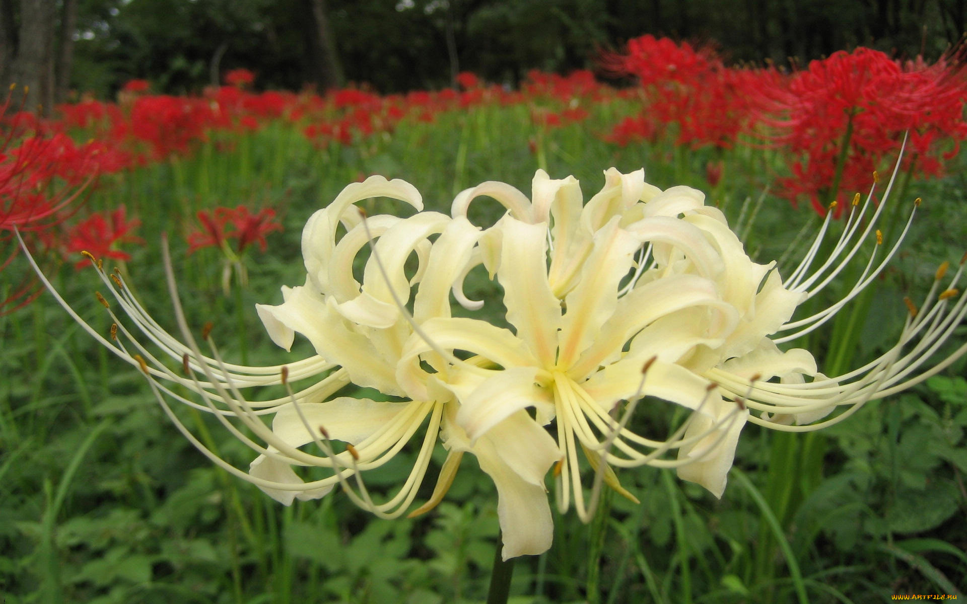 цветы, лилии, лилейники, темный, фон, бутоны