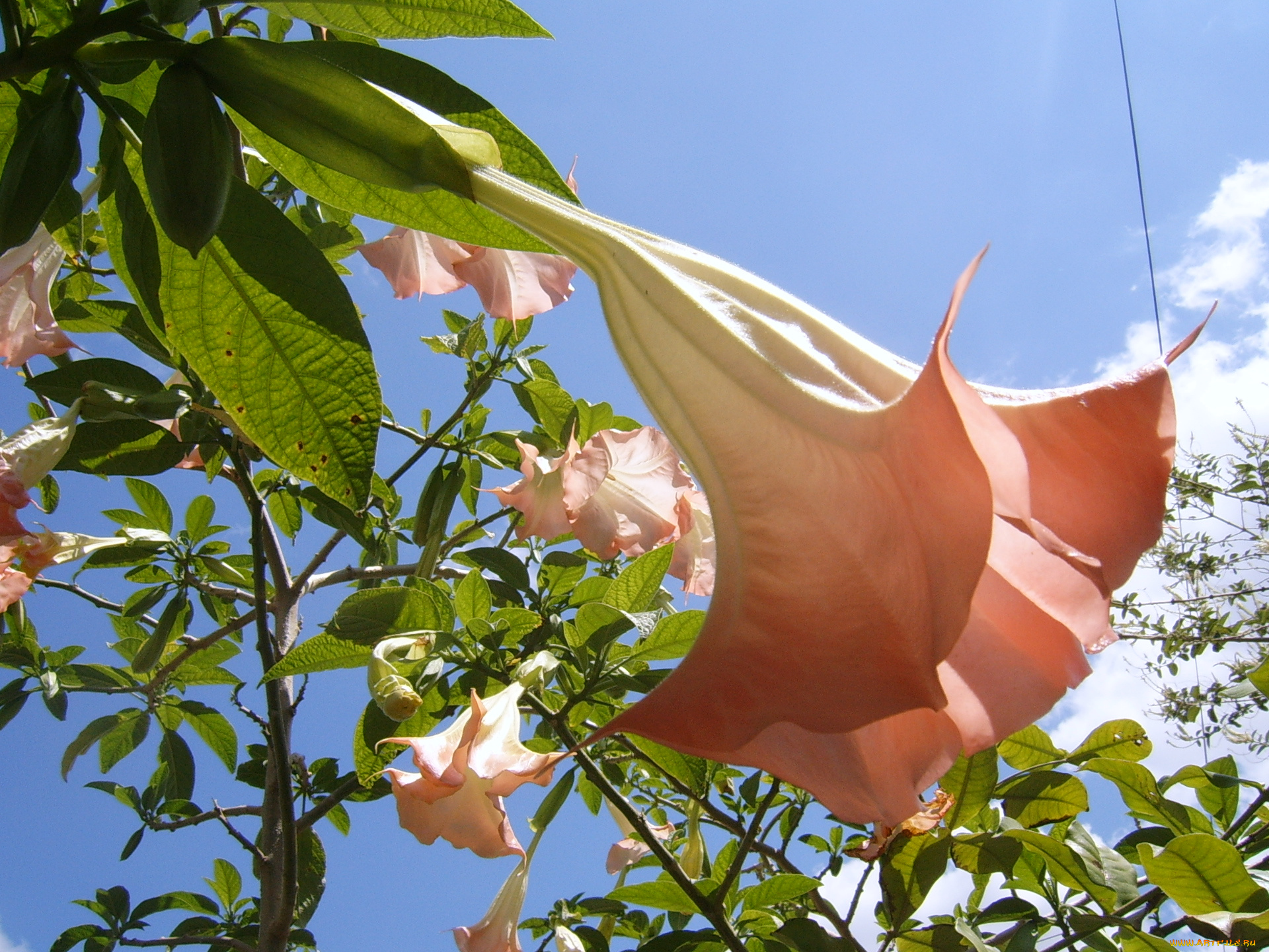 цветы, бругмансия, дурман, трубы, ангела