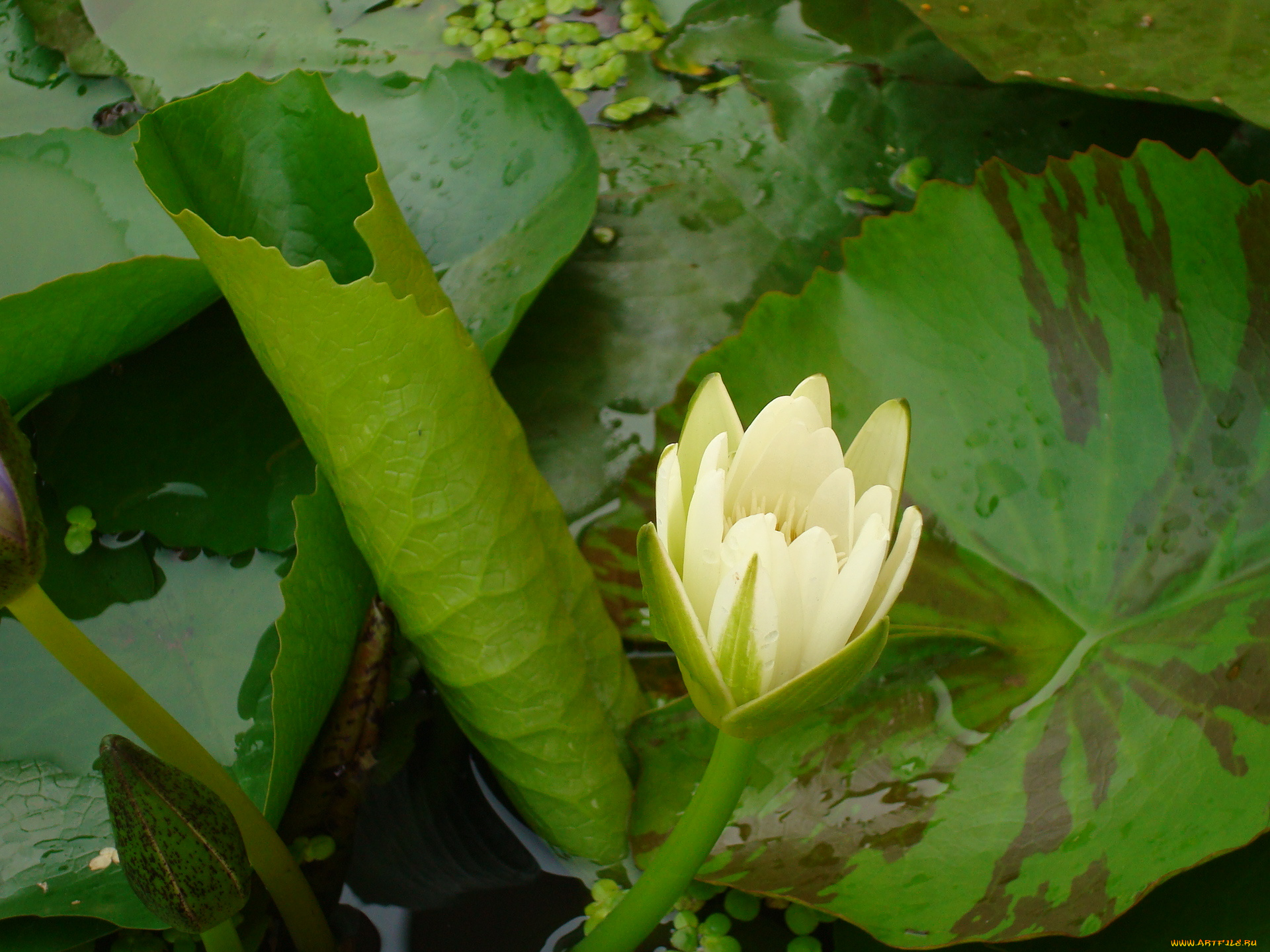 цветы, лилии, водяные, нимфеи, кувшинки, лилия