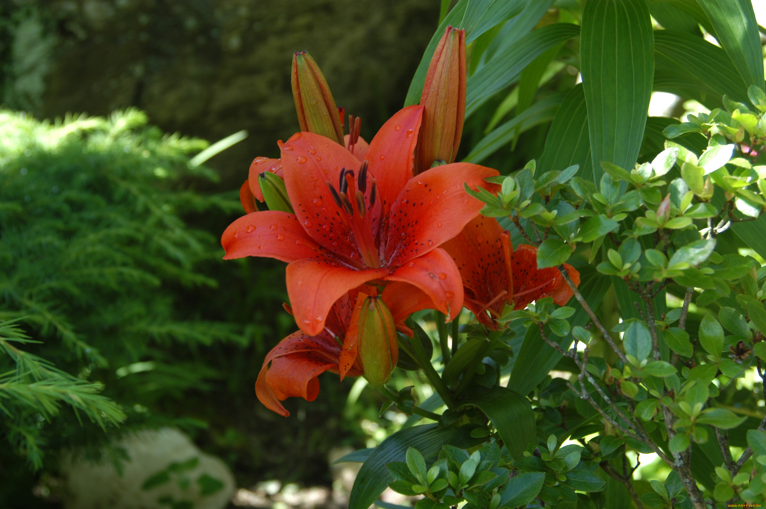 цветы, лилии, лилейники, лилия