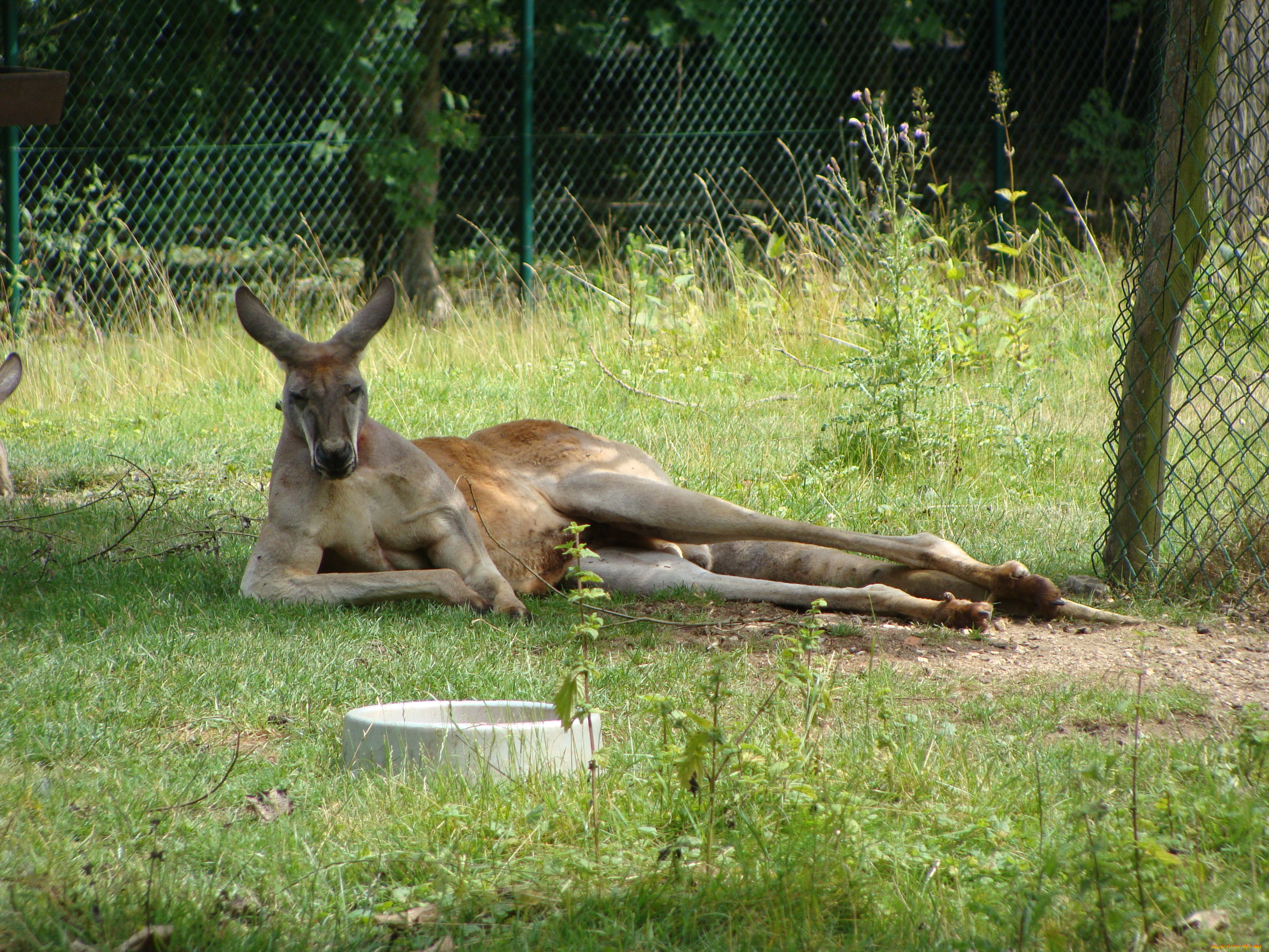 животные, кенгуру