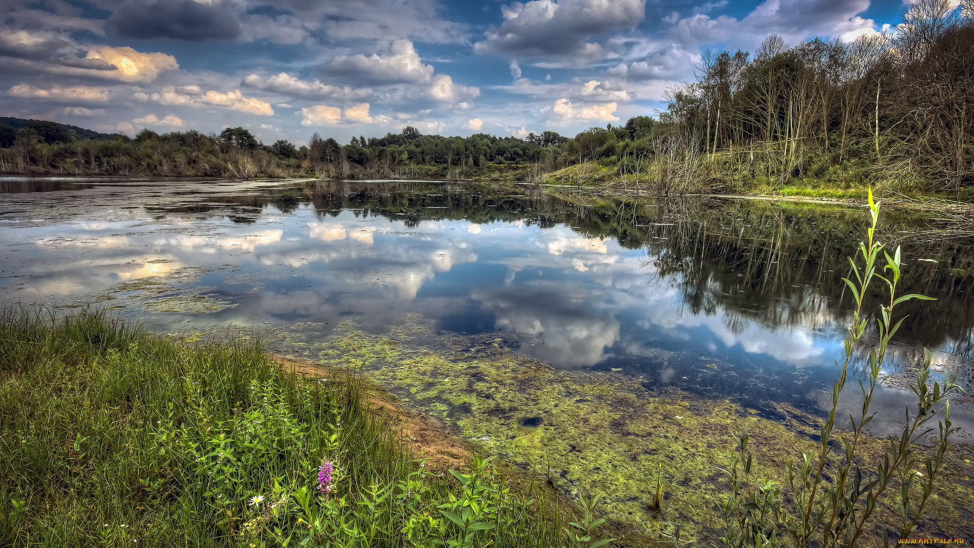 природа, реки, озера, лес, озеро, тина, цветы, трава, кусты