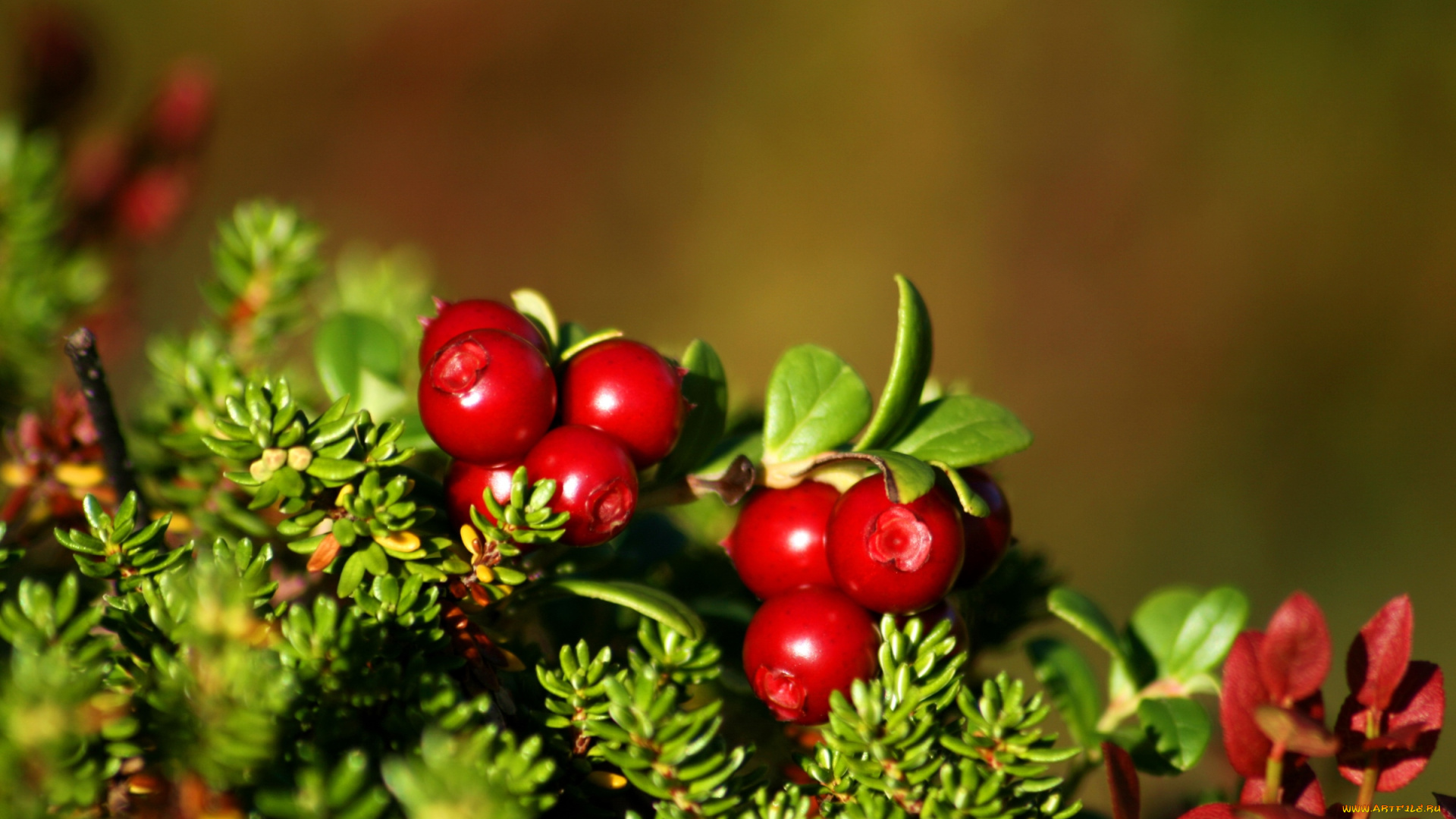 природа, Ягоды, брусника