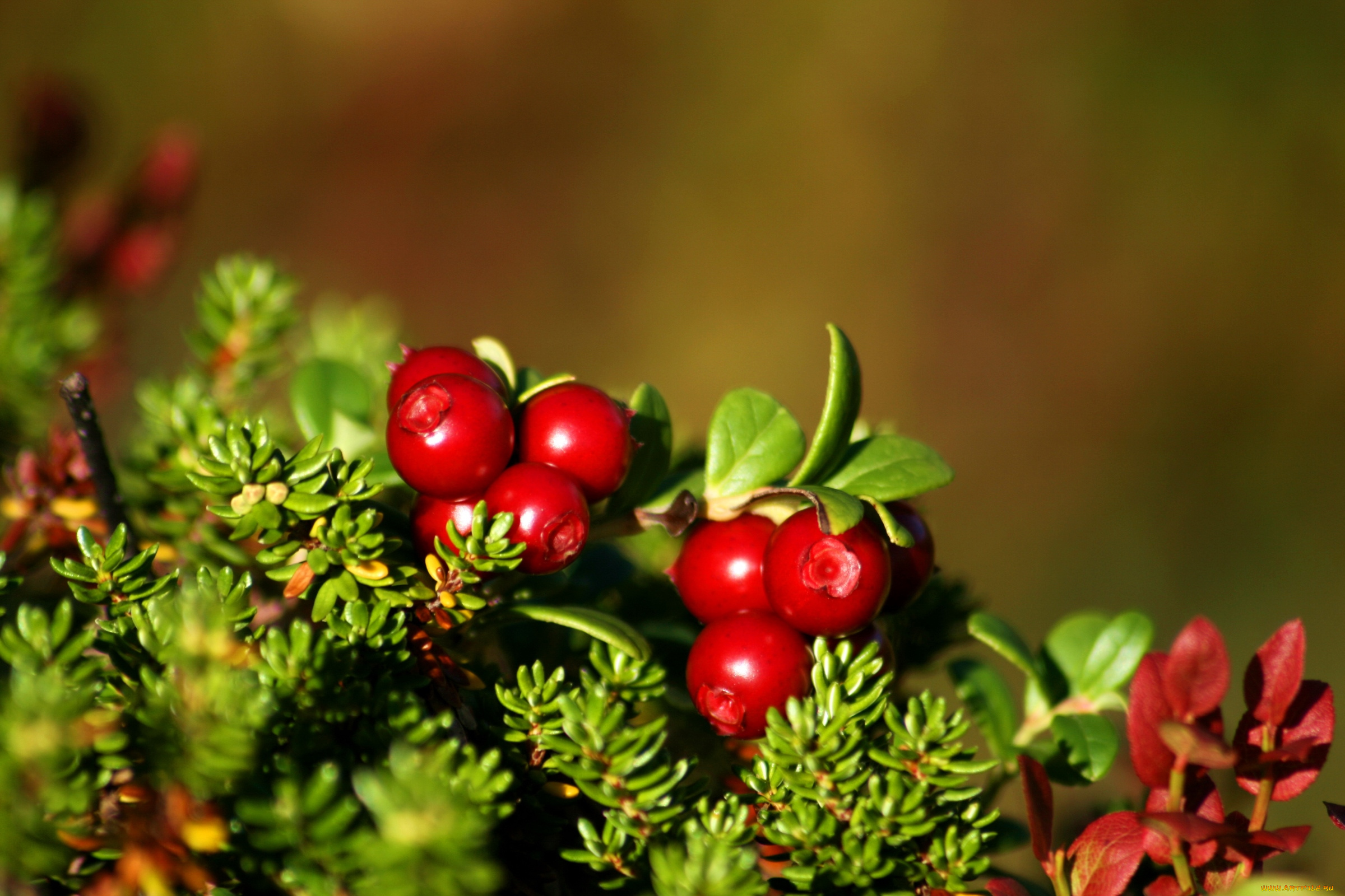 природа, Ягоды, брусника