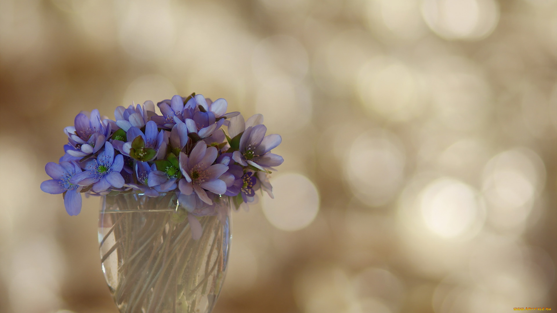 цветы, фиалки, фон