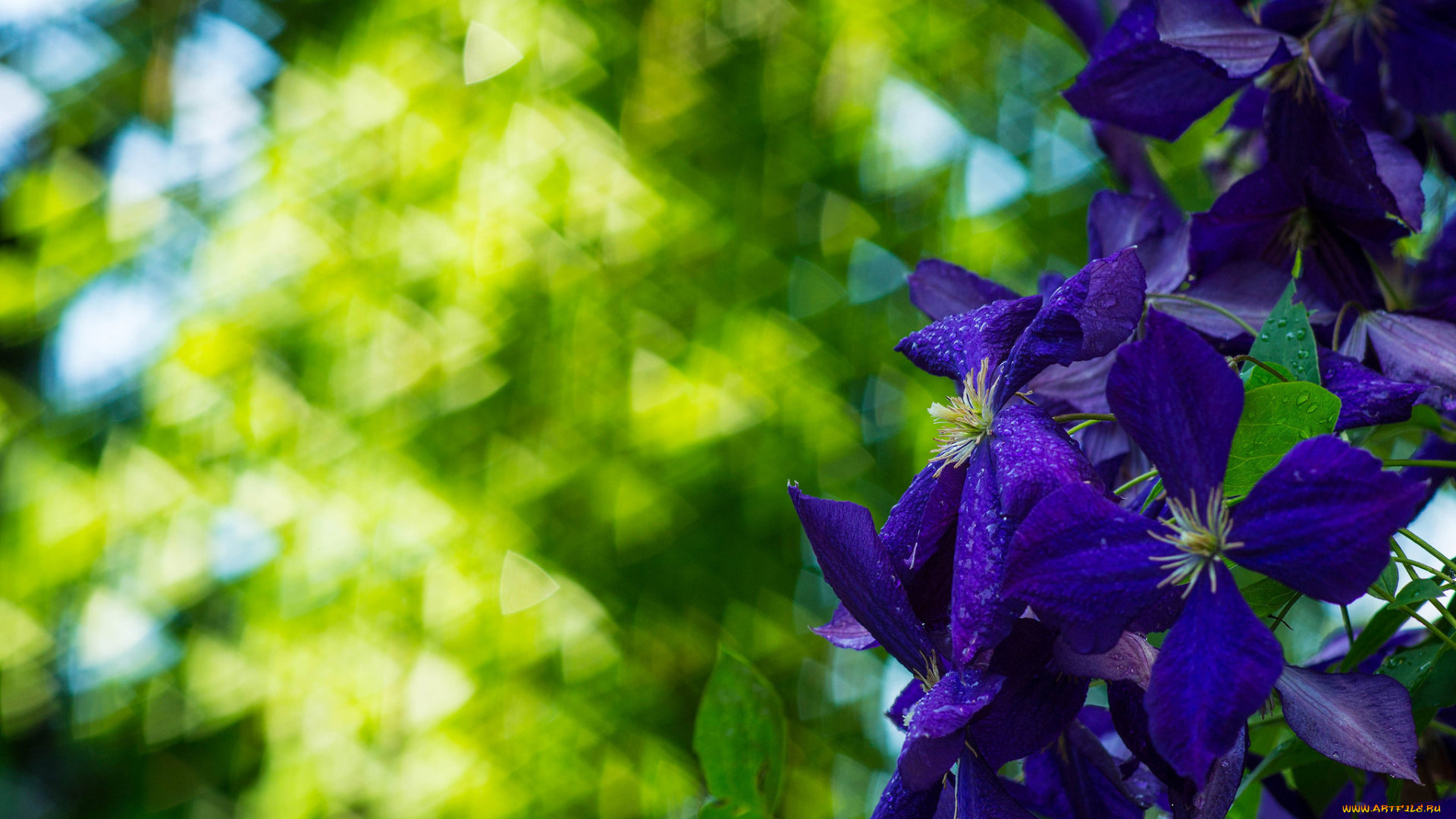 цветы, клематис, , ломонос, клематис, цветение